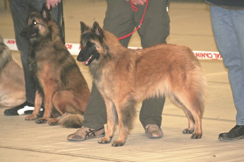 Efi royale du Parc de la Mouline - 2ème excellente classe jeune femelle