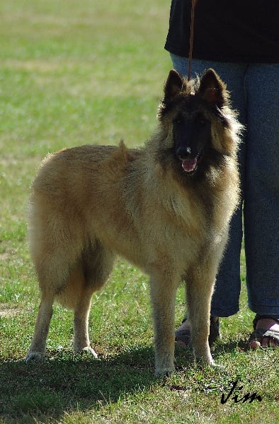 CH. Hindia's dream du Parc de la Mouline - TRES PROMETTEUR