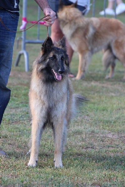 CH. Hindia's dream du Parc de la Mouline - EXCELLENTE