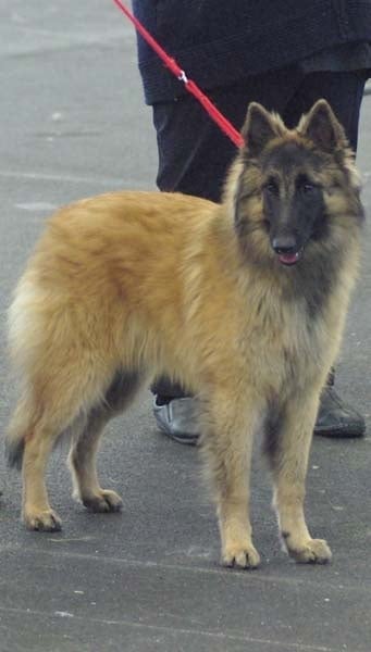 Efi royale du Parc de la Mouline - CANT