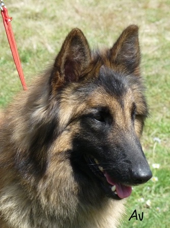 Efi royale du Parc de la Mouline - 2ème Exc RCACIB-RCACS