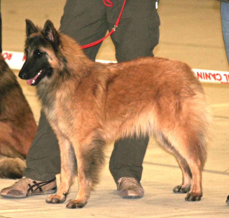 Efi royale du Parc de la Mouline - 1er EXCELLENT classe intermédiaire