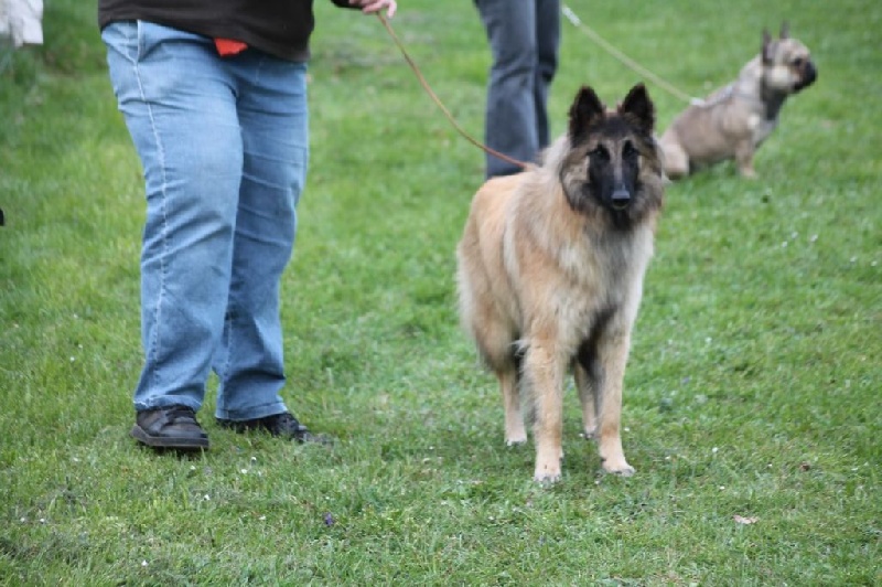 CH. Hindia's dream du Parc de la Mouline - 1ère exc CACIB CACS meilleure de race COF