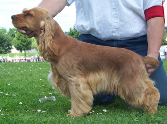 Publication : des deux Camelias Auteur : marie cottebrune