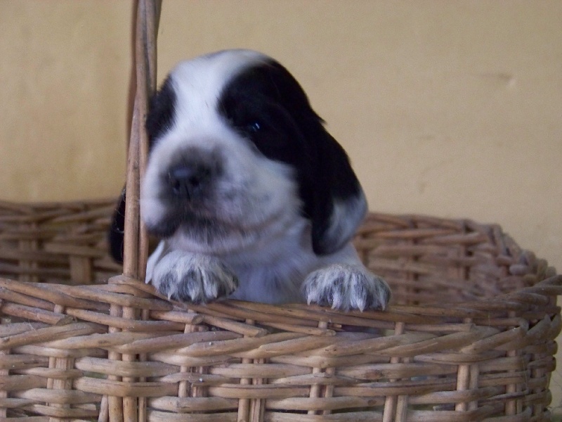 Publication : des deux Camelias Auteur : cottebrune marie