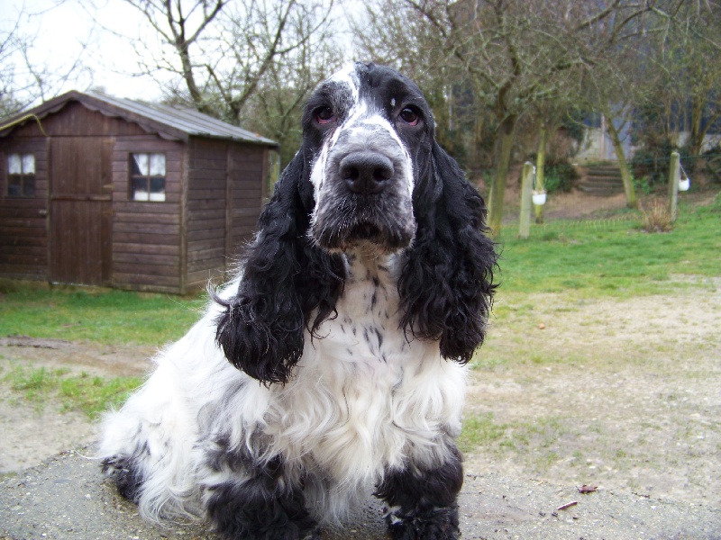 Publication : des deux Camelias Auteur : cottebrune marie