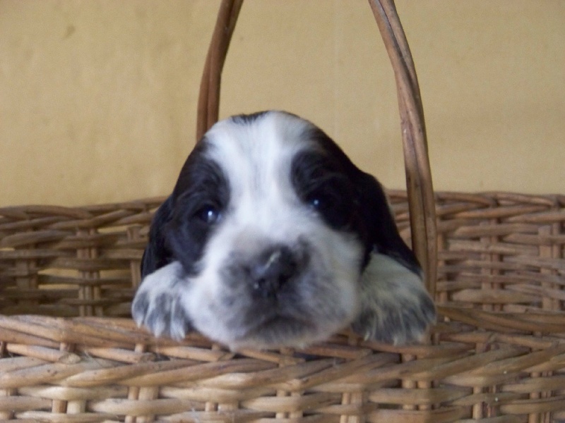 Publication : des deux Camelias Auteur : cottebrune marie