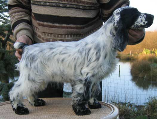 Publication : des deux Camelias Auteur : cottebrune marie