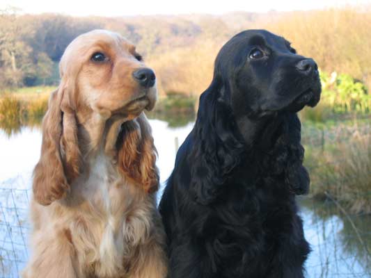 Publication : des deux Camelias Auteur : marie cottebrune