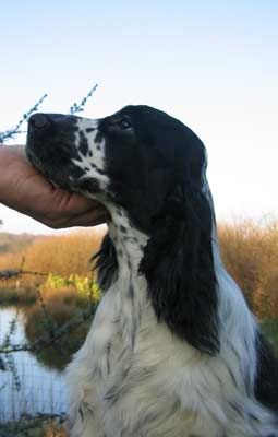 Publication : des deux Camelias Auteur : cottebrune marie