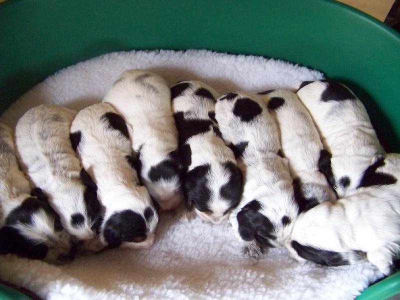 Publication : des deux Camelias Auteur : cottebrune marie