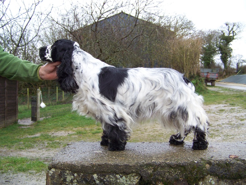 Publication : des deux Camelias Auteur : cottebrune marie