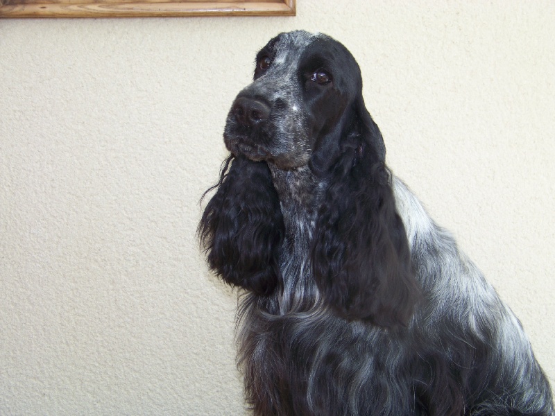 Publication : des deux Camelias Auteur : cottebrune marie