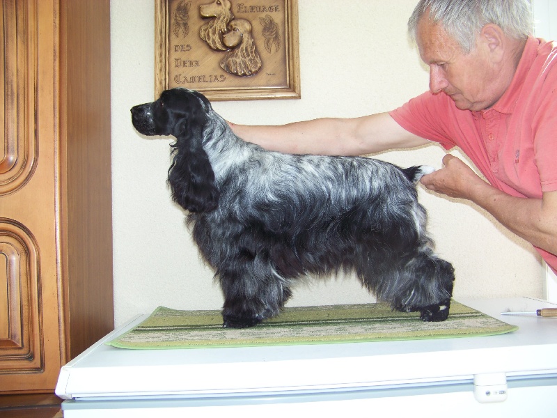 Publication : des deux Camelias Auteur : cottebrune marie