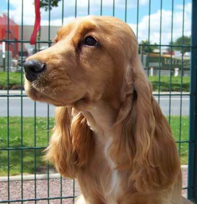 Publication : des deux Camelias Auteur : marie cottebrune