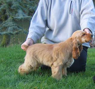 Publication : des deux Camelias Auteur : marie cottebrune