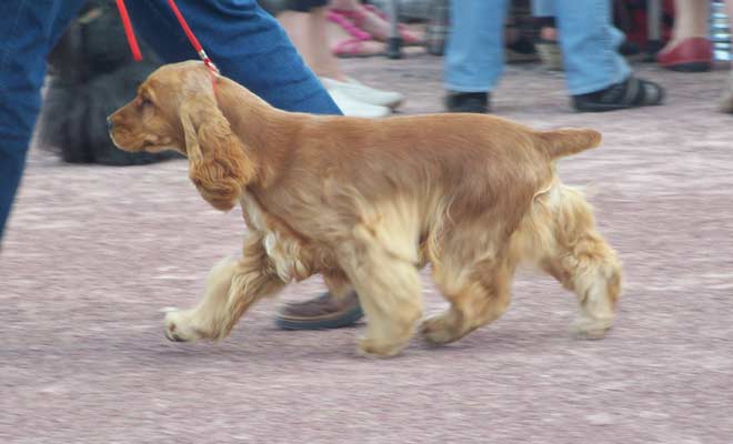 Publication : des deux Camelias Auteur : marie cottebrune