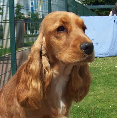 Publication : des deux Camelias Auteur : marie cottebrune