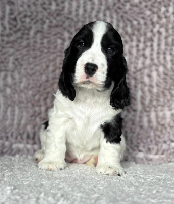 Les chiots de Cocker Spaniel Anglais