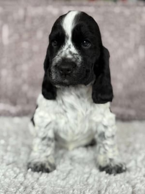 Les chiots de Cocker Spaniel Anglais