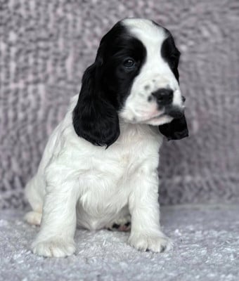 Les chiots de Cocker Spaniel Anglais