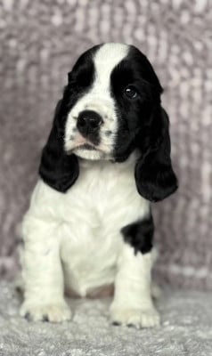 Les chiots de Cocker Spaniel Anglais