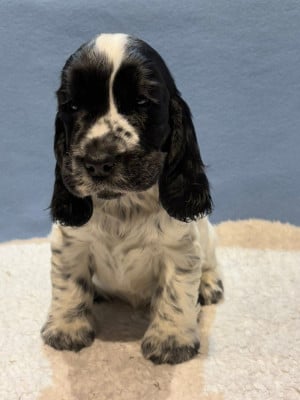 Les chiots de Cocker Spaniel Anglais