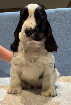 Les chiots de Cocker Spaniel Anglais