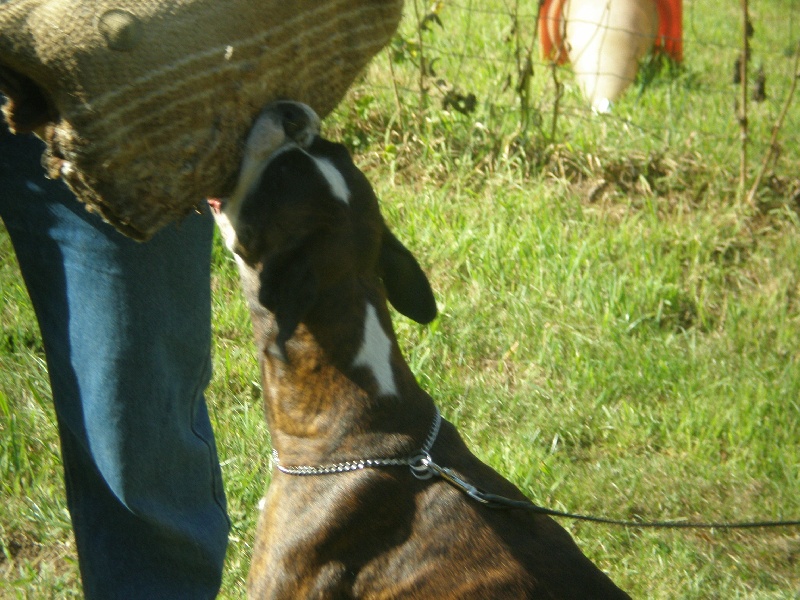 Publication : de Kerweleck