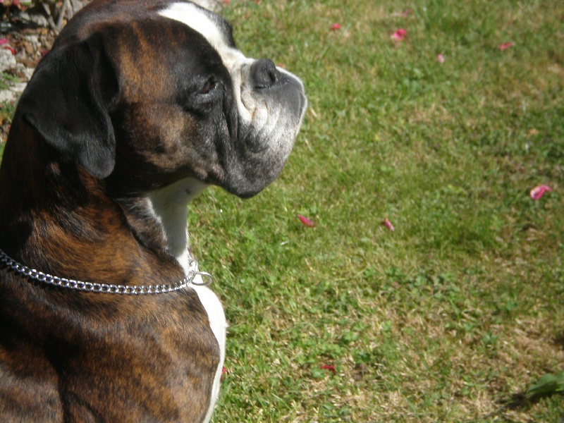 Publication : de Kerweleck