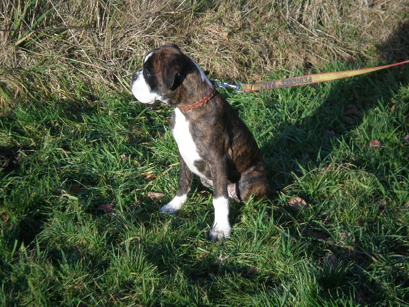 Publication : de Kerweleck