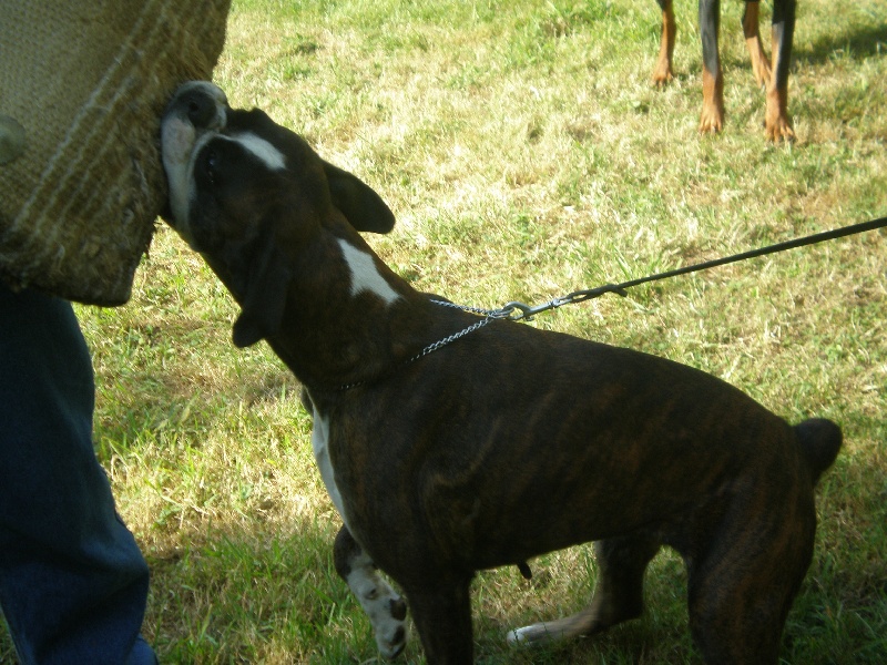 Publication : de Kerweleck