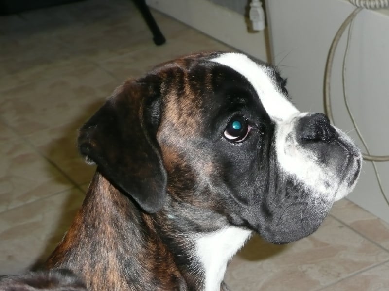 Publication : de Kerweleck