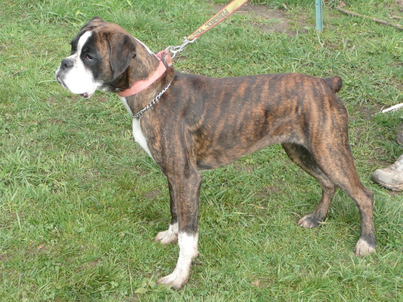 Publication : de Kerweleck