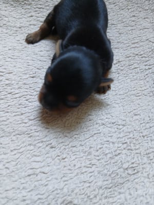 Les chiots de Yorkshire Terrier