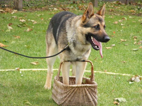 Publication : de la Coquellerie