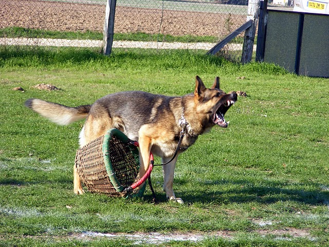 Publication : de la Coquellerie