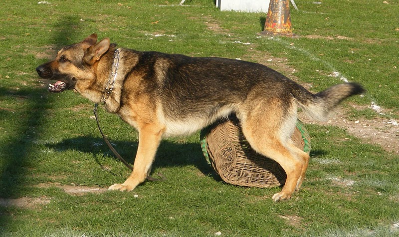 Publication : de la Coquellerie