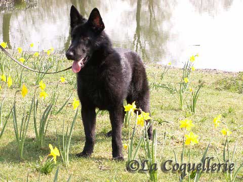 Publication : de la Coquellerie