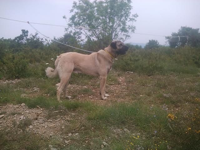 Publication : de la Forêt des Quatre Seigneurs Auteur : djihle