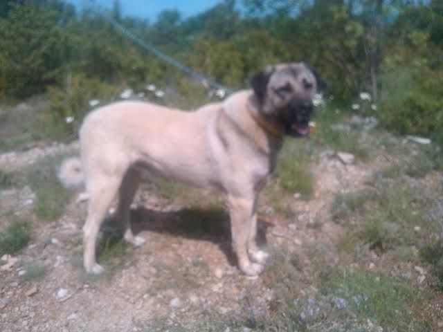 Publication : de la Forêt des Quatre Seigneurs Auteur : djihle