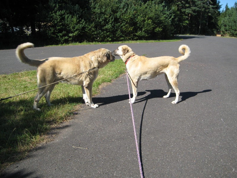 Publication : de la Forêt des Quatre Seigneurs Auteur : gilles CREOLA