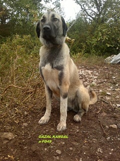 Gazal kangal du Bonnie Blue Flag