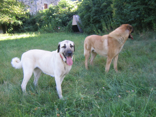 Publication : de la Forêt des Quatre Seigneurs Auteur : gilles CREOLA