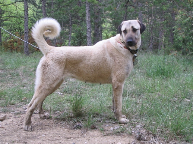 Publication : de la Forêt des Quatre Seigneurs Auteur : gilles CREOLA