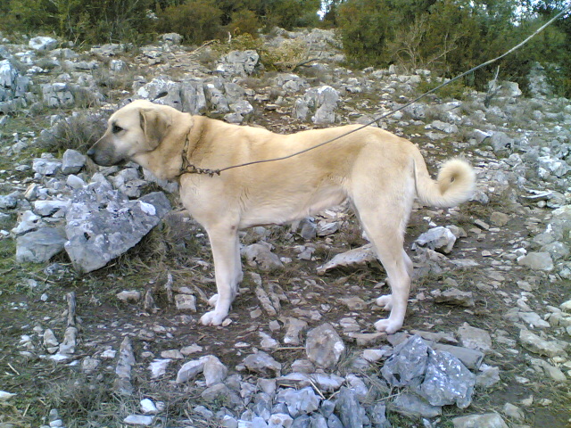 Publication : de la Forêt des Quatre Seigneurs Auteur : gilles CREOLA