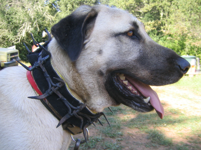 Publication : de la Forêt des Quatre Seigneurs Auteur : gilles CREOLA
