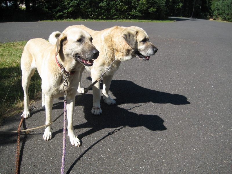 Publication : de la Forêt des Quatre Seigneurs Auteur : gilles CREOLA