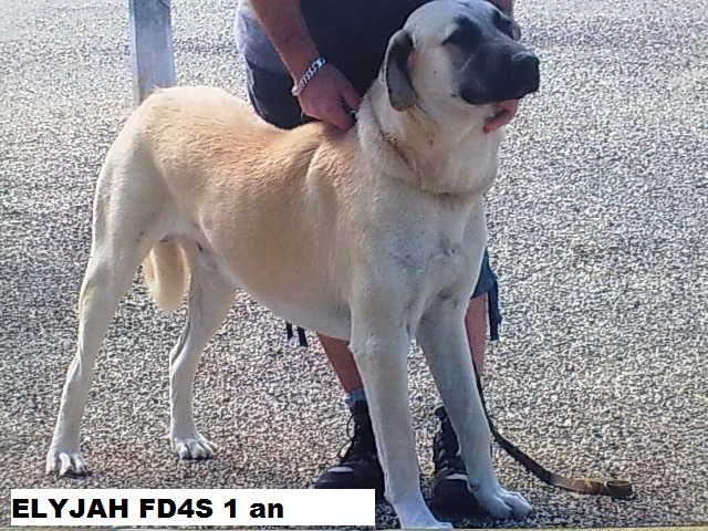 Publication : de la Forêt des Quatre Seigneurs Auteur : djihle