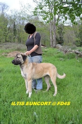 Iltis euncort de la Forêt des Quatre Seigneurs
